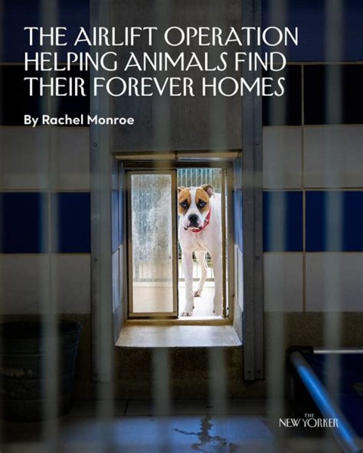 Are animal shelters underfunded?