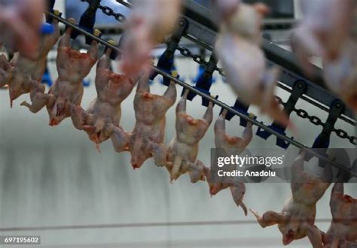 Are chickens exported?