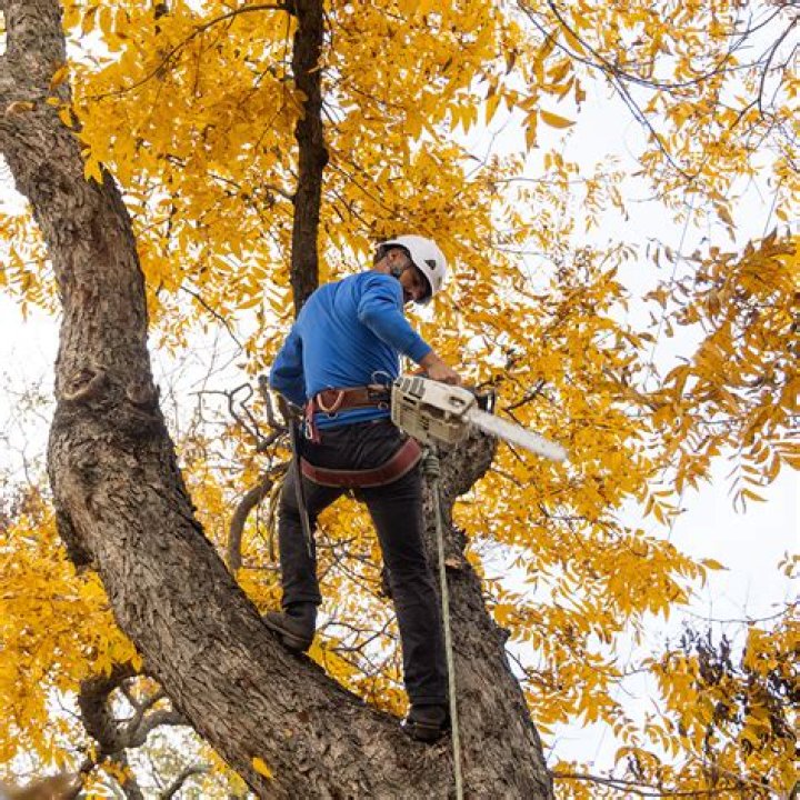 Are tree cutters insured?