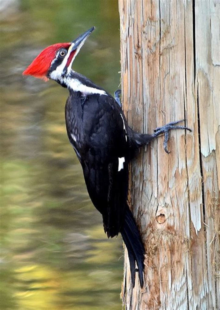 Are woodpeckers covered by insurance?