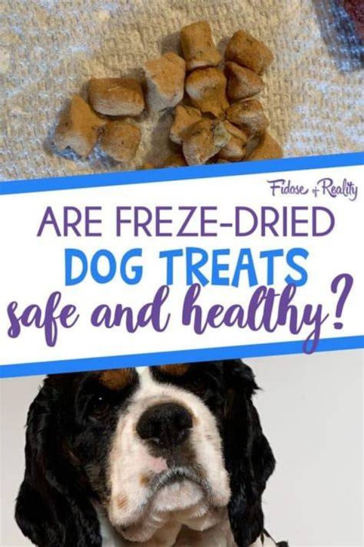 CAN expired dog treats make dogs sick?