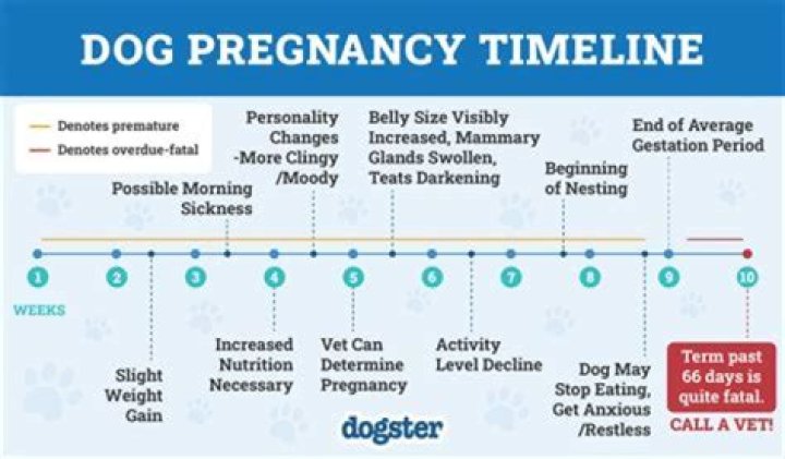 Can I add my wife to my insurance if she is pregnant?