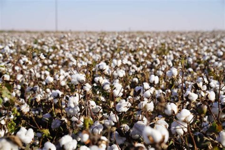 Can we eat cotton?