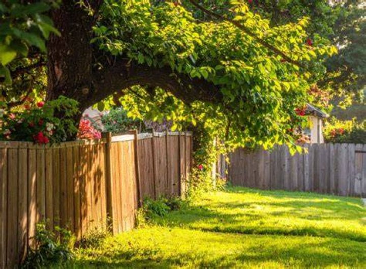 Can you cut a tree that overhangs my property?