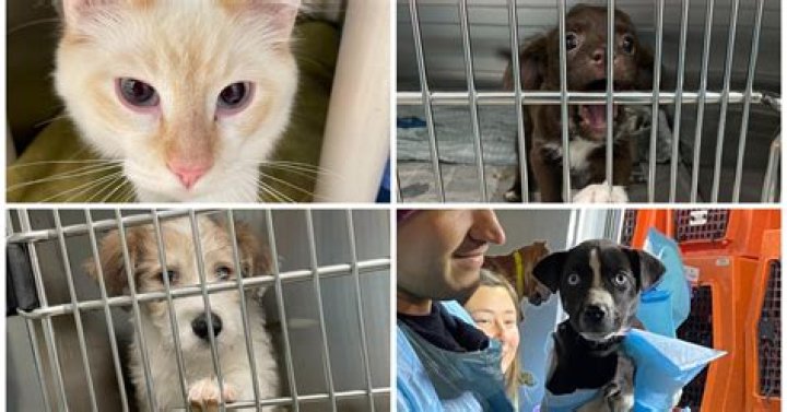 Do animal shelters hire 12 year olds?