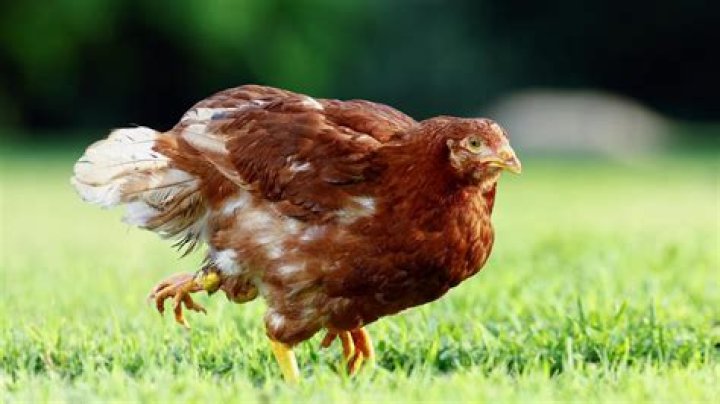 Do chickens have 4 legs?