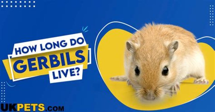 Do gerbils get sad at death?