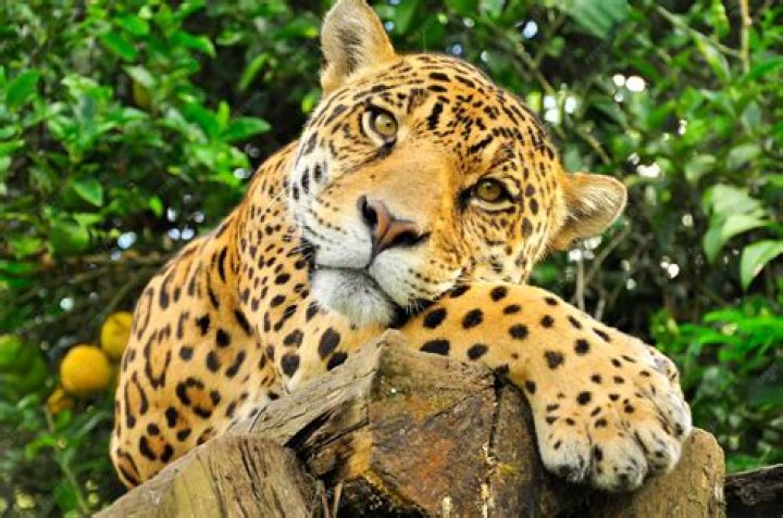 Do jaguars get lonely?