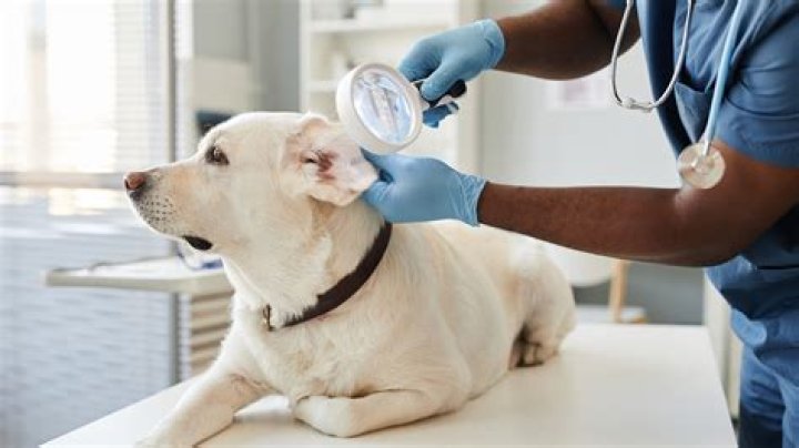 Do pet insurers pay vets direct?