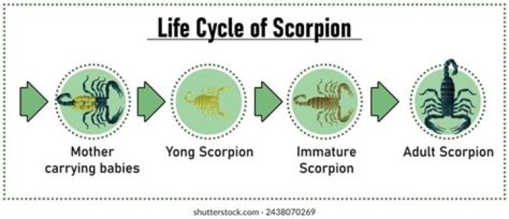 Do scorpions go through metamorphosis?