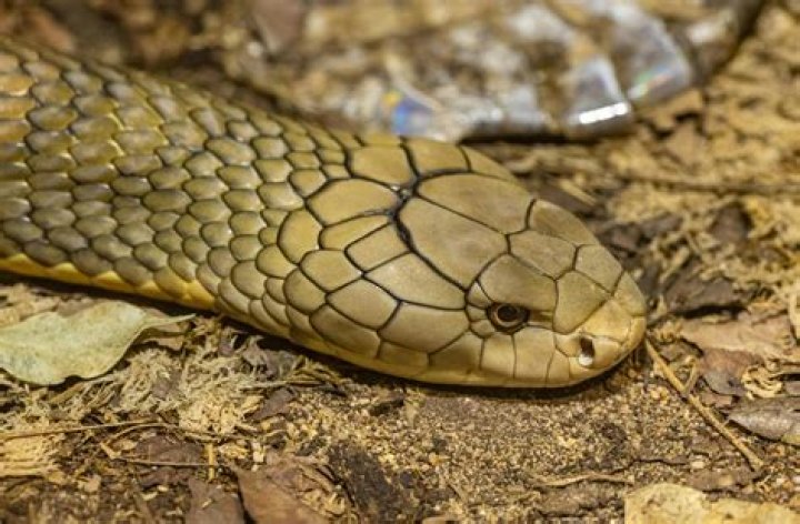 Does COBRA cover all states?