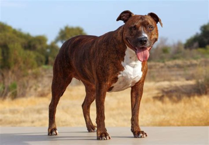 Does house insurance go up with a pitbull?