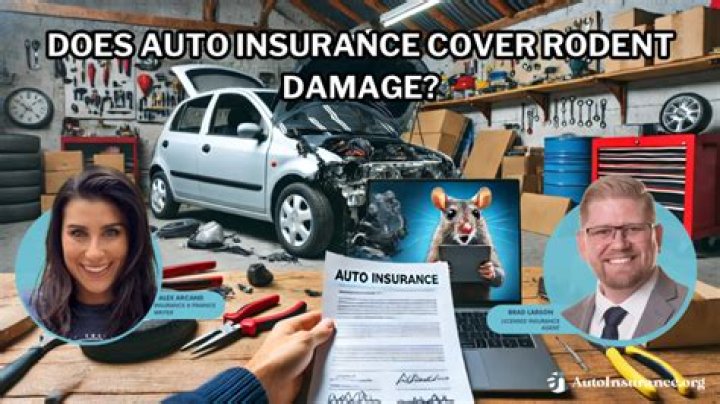 Does insurance cover squirrel damage to a car?