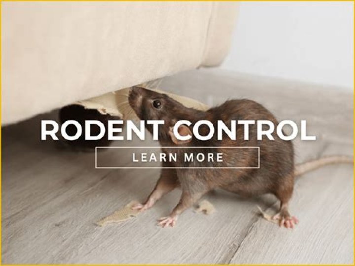 Does progressive comprehensive cover rodent damage?
