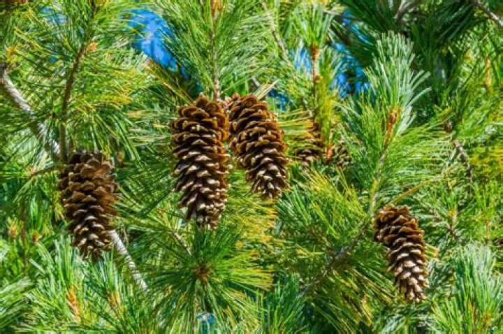 How can I get a free pine tree?