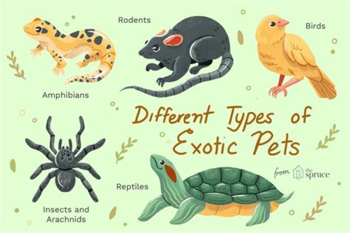 How common are exotic pets?