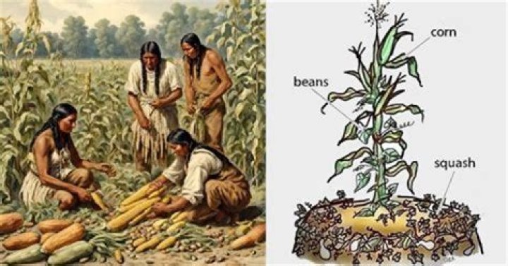 How did corn change how Native Americans lived?