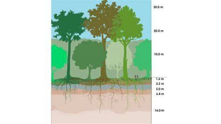 How do environmentalist use the rainforest?