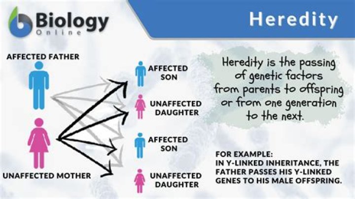 How does heredity determine personality?