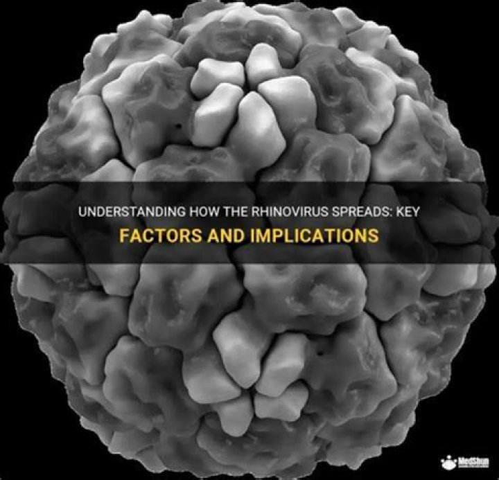 How does rhinovirus spread?