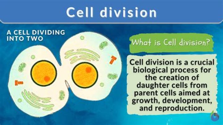 How does the cell dividing solve those problems?