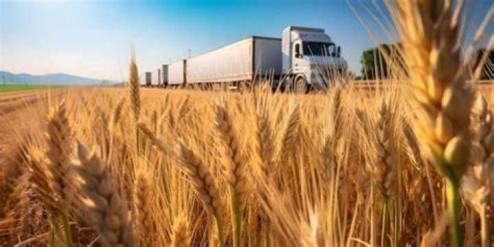 How is wheat transported to markets?