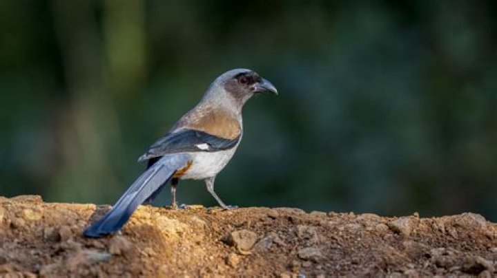 How much do ornithologists make UK?