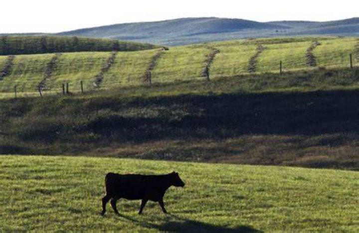 How much money can you make raising cattle?