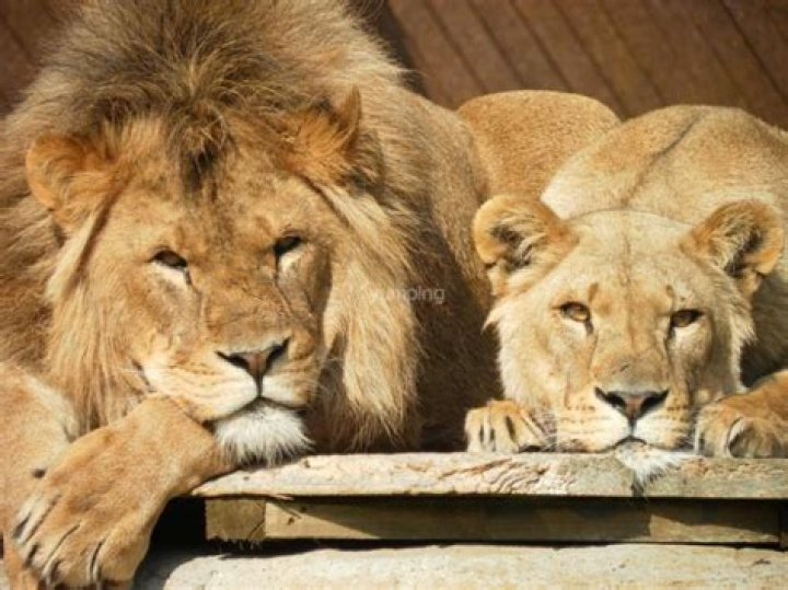 How much money does Colchester Zoo make a year?