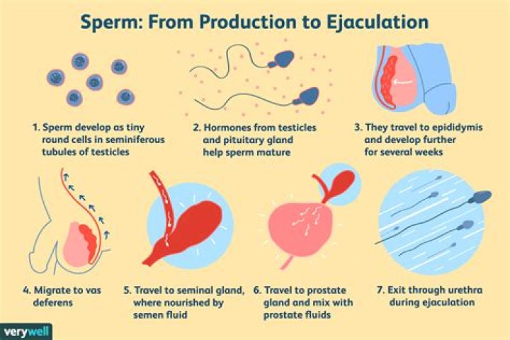 How much sperm does a 13 year old produce?