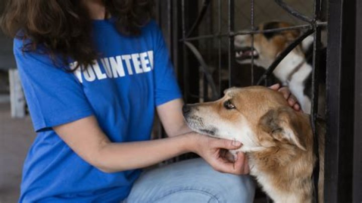 How old do you have to be to volunteer at an animal shelter in Australia?