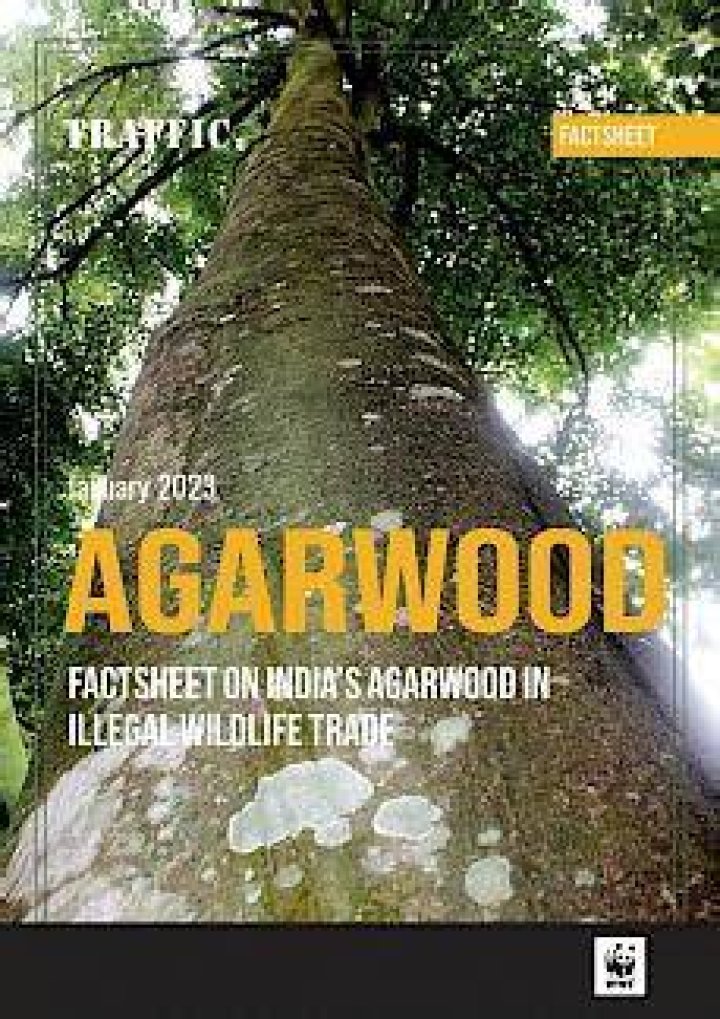 Is agarwood illegal in India?