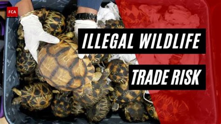 Is all wildlife trade illegal?