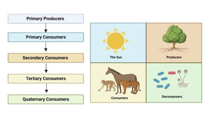 Is Grass a primary consumer?