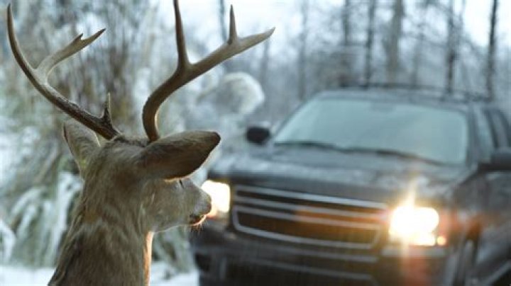 Is hitting a dead animal collision or comprehensive?