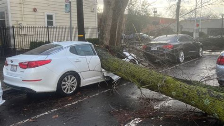 Is tree damage to car covered by insurance?