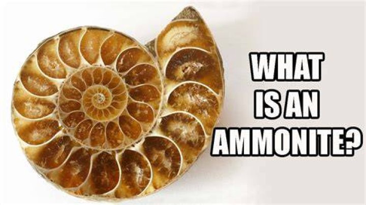 What Ammonite means?