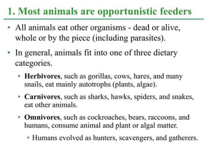 What animals are opportunistic feeders?