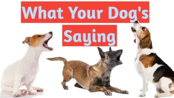 What are dogs saying when they bark at the door?