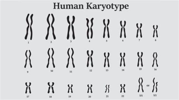 What are karyotypes used for in real life?