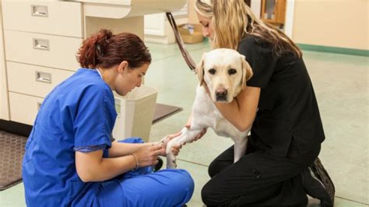 What are some career opportunities for a veterinary technician?