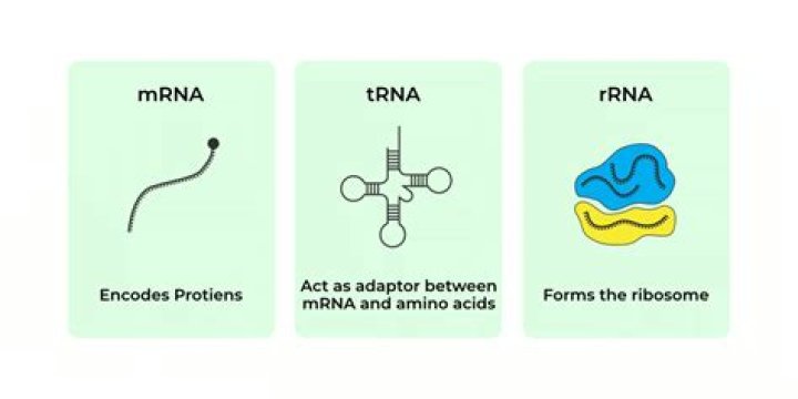 What are the 3 different types of RNA and what makes them unique?