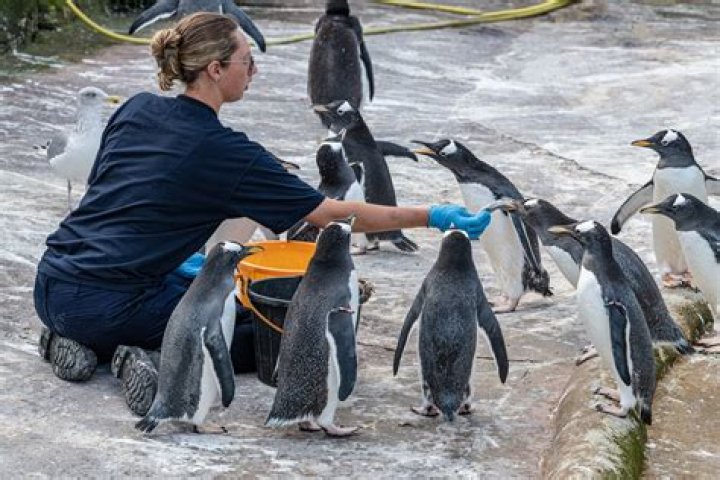 What are the benefits of working at a zoo?