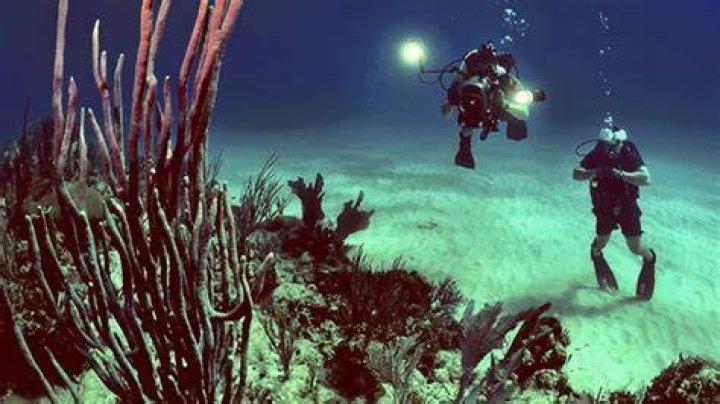 What are the job requirements for a marine biologist?