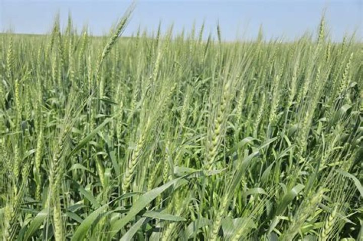 What are the main wheat crops in North Dakota?
