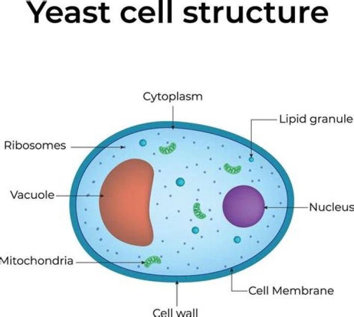 What are the uses of yeast?