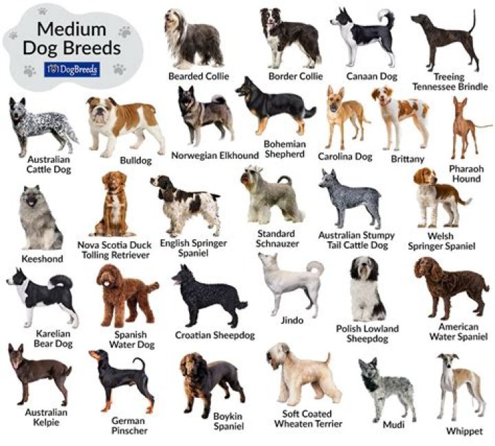 What breed of dog is In the Travelers Insurance commercial?