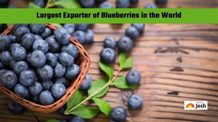 What country is the biggest exporter of blueberries?