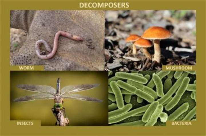 What decomposes dead plants and animals?