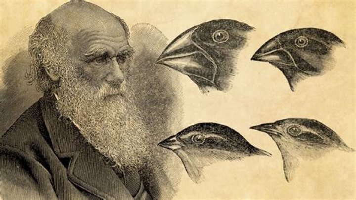 What did Darwin conclude from overproduction?